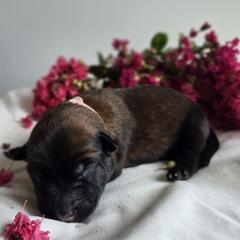 Belgian Malinois Puppies from Rose Kennels