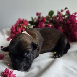 Belgian Malinois Puppies from Rose Kennels