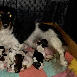 Dachshund Puppies from Wiener Works Co.