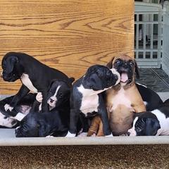 Boxer Puppies from Amanda Edwards