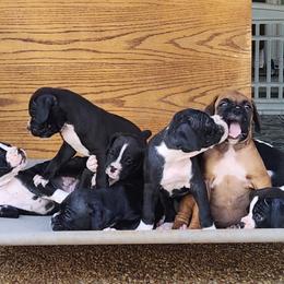 Boxer Puppies from Amanda Edwards