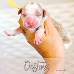 Destiny - Parti female Goldendoodle puppy in Mahomet, Illinois from Jordan Family Doodles