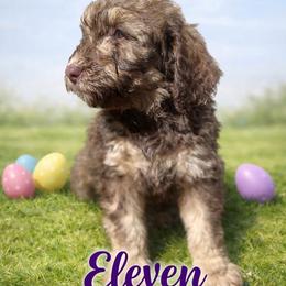 Eleven - Phantom female Bernedoodle puppy in Bennett, Colorado from Darling Paws, LLC