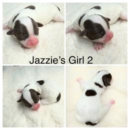Girl 2 - Chocolate female Havanese puppy in Elkins, Arkansas from Havana Knights Havanese