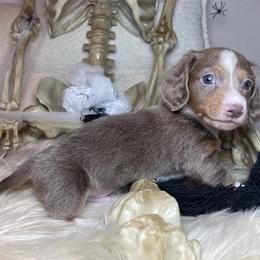 Salem - Fawn (isabella) and tan male Dachshund puppy in Washburn, Tennessee from Clinch Mountain Dachshunds
