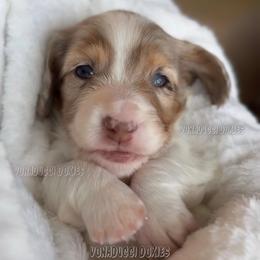 Scrappy-Doo - Dapple male Dachshund puppy in Chandler, Arizona from Vonaducci Doxies, LLC.