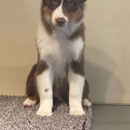 Boy 3 - Red tri-color Miniature American Shepherd puppy in New Mexico from Von Südwest German Shepherds and Mosaic Mini American Shepherds
