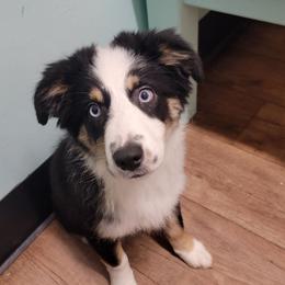 Reign - Black tri female Toy Australian Shepherd puppy in Rush, Colorado from Within The Nile Aussies LLC