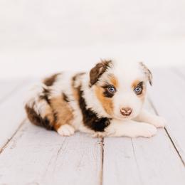 Nick Wilde - Red merle male Miniature Australian Shepherd puppy in Enoch, Utah from Twisted H Aussies