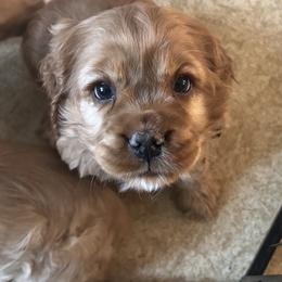 Cocker Spaniel Puppies from A&J Kennel