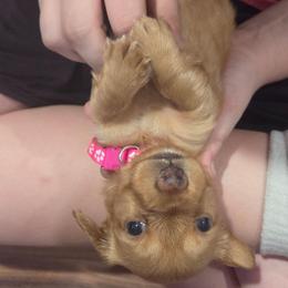 Daphne - Cream female Dachshund puppy in Lebanon, Missouri from Helping Hands, LLC