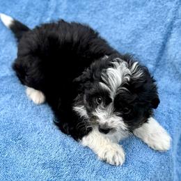 Blue collar toy - Black tri-color male Aussiedoodle puppy in 32046, Florida from River Hill Ranch
