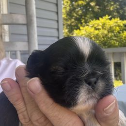 Shih Tzu puppies from Meadow Lane Pups