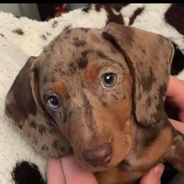 Dachshunds from Frosty Doxies