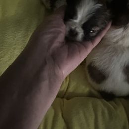 Girl 2 - Sable and white female Shih Tzu puppy in Detroit, Michigan from Steel Blue Diamond Kennel