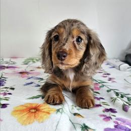 Chocolate and tan dapple female (3208.56) - Dapple female Dachshund puppy in Belle Rive, Illinois from Akin's Miniature Dachshunds, LLC