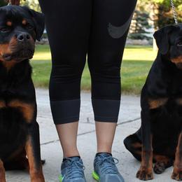 Rottweiler Puppies from Von Fields Rottweiler Kennels