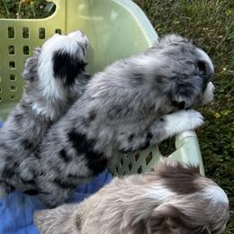 Miniature Australian Shepherd and Toy Australian Shepherd Puppies from Cherry Grove Kennel