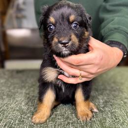 Muffin (purple) - Black tri-color female Australian Shepherd puppy in Falmouth, Kentucky from Queen City Farm