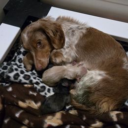Anne - Dachshund