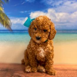 Patrick (Teal Collar Male) - Red  male Goldendoodle puppy in Santa Clara, Utah from Desert Dawn Doodles