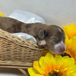 Shaded red dapple - Dapple male Dachshund puppy in Nashville, Arkansas from Whisenhunt Farms