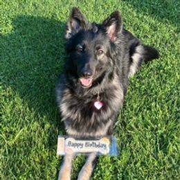 Shiloh Shepherds from Opal Shilohs