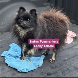 Ebony - Black and tan Pomeranian puppy in Kentucky from Em&M Pomeranians