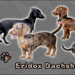 Dachshunds from Eridox Dachshunds