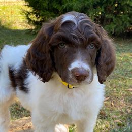 Mollie Full AKC - Parti female Poodle puppy in Alpine, Alabama from Alpine Acres Poodles