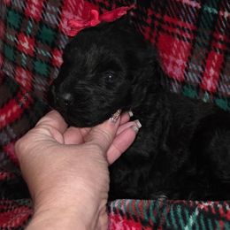 AKC Raven - Black female Bouvier des Flandres puppy in Marionville, Missouri from Sandbox Puppies