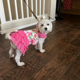 Azora - Maltese