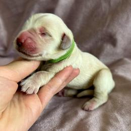 Rocky - Light golden female Golden Retriever puppy in Oregon from Bliss Retrievers