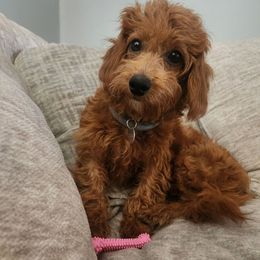 Penny - Cavapoo