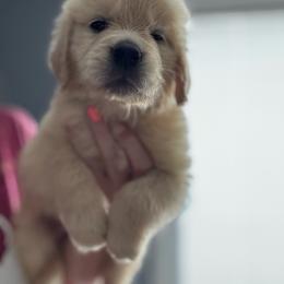 Light Blue - Light golden male Golden Retriever puppy in Denison, Texas from Blair Family Goldens