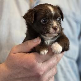 Chihuahua Puppies from RoyAl