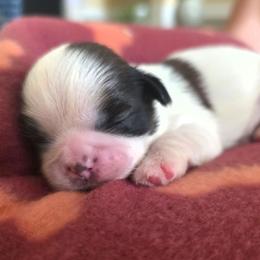 Lemon - Gold and white female Shih Tzu puppy in North Carolina from WillowCreek Mountain View Shih Tzu