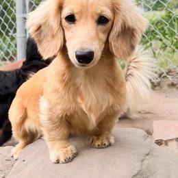 Willow - Dachshund