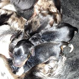 Dachshund Puppies from Dachshund Dad