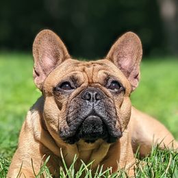 Brutus - French Bulldog