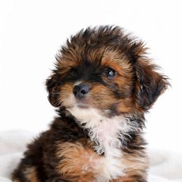 Vale - Black tri-color male Aussiedoodle puppy in Paoli, Indiana from Brambleberry Doodles