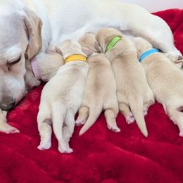 Austin blue collar - Cream male Dachshund puppy in Richmond, Virginia from Irresistible Dachshunds & Cavaliers