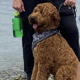 Rocky - Australian Labradoodle