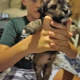 Clark Gable - Chocolate sable male Havanese puppy in Conroe, Texas from Puppies For A Purpose
