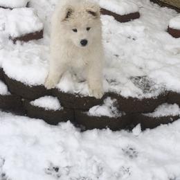 Samoyed Puppies from Carefree Samoyeds