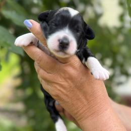 Baltic - Black and white female Bernedoodle puppy in Russellville, Arkansas from Crossgate Doodles