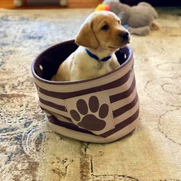 Labrador Retriever Puppies from Green Acres Labradors