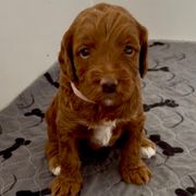 Glory - Red female Irish Doodle puppy in Pottstown, Pennsylvania from Willow-Be Doodles