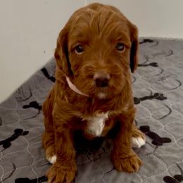 Glory - Red female Irish Doodle puppy in Pottstown, Pennsylvania from Willow-Be Doodles