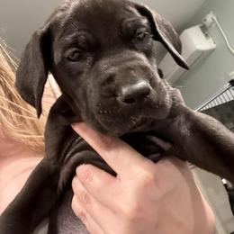 Girl 6 - Black female Great Dane puppy in Doylestown, Ohio from Dana's Danes
